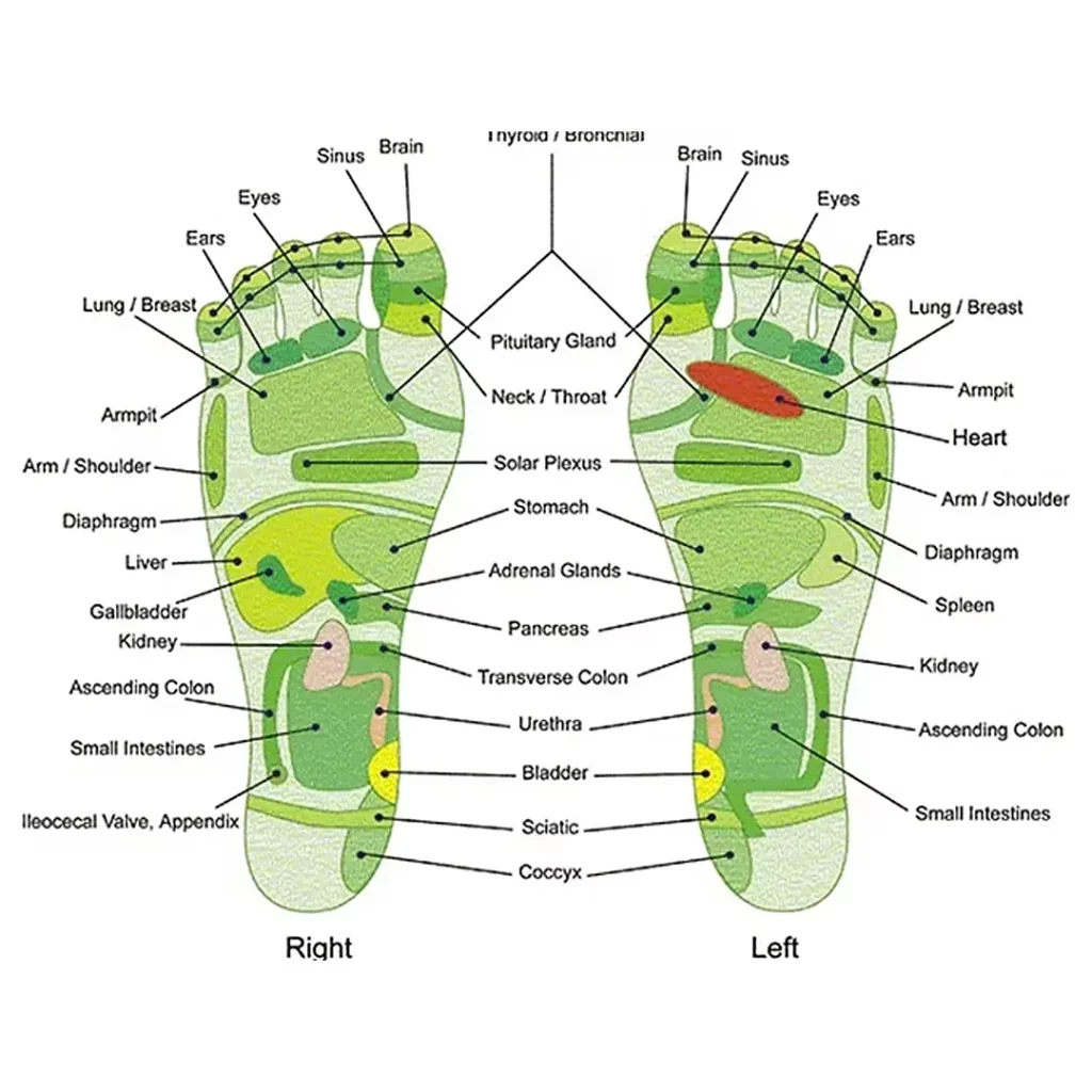Reflexology Chart